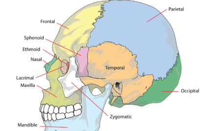 Skull-Anatomy-Diagram
